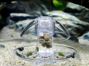 Piège a escargot aquarium