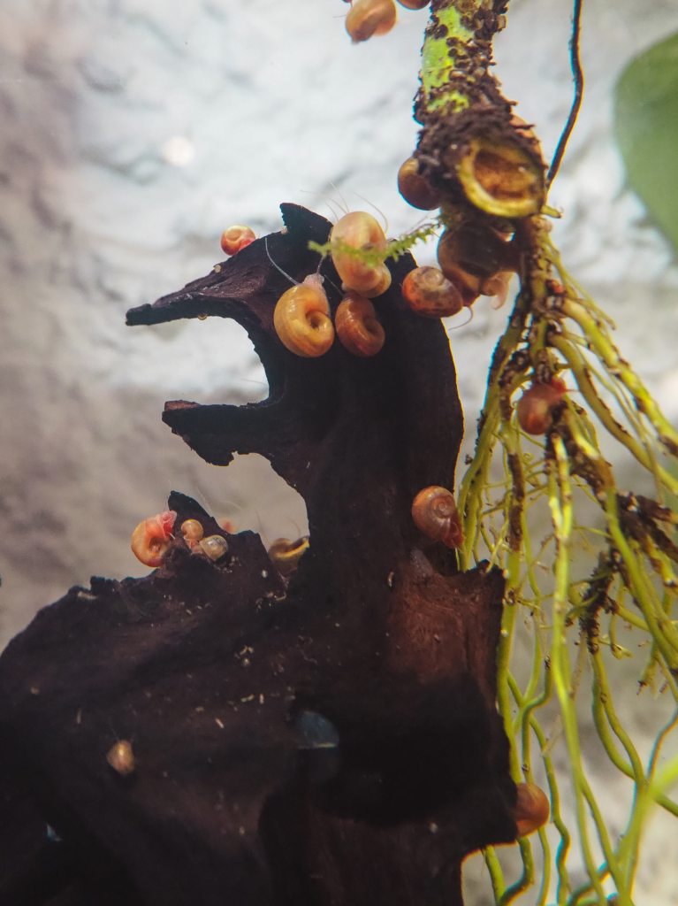 invasion escargot aquarium